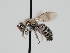  ( - OSAC_0001278693)  @11 [ ] CreativeCommons  Attribution (by) (2023) Pollinator Health Lab Oregon State University