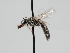  ( - OSAC_0001275752)  @11 [ ] CreativeCommons  Attribution (by) (2023) Pollinator Health Lab Oregon State University
