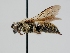  (Dioxys aurifuscus - OSAC_0001300165)  @11 [ ] CreativeCommons  Attribution (by) (2023) Pollinator Health Lab Oregon State University