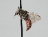  (Dioxys pacificus - OSAC_0001275929)  @11 [ ] CreativeCommons  Attribution (by) (2023) Pollinator Health Lab Oregon State University