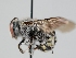  ( - OSAC_0001300185)  @11 [ ] CreativeCommons  Attribution (by) (2023) Pollinator Health Lab Oregon State University