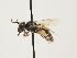  ( - ORBIT_0029)  @11 [ ] nrr (2023) Unspecified Thomas Wood