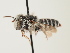  (Coelioxys elegantula - ORBIT_0039)  @11 [ ] nrr (2023) Unspecified Thomas Wood