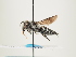  (Coelioxys osmiae - ORBIT_0040)  @11 [ ] nrr (2023) Unspecified Thomas Wood