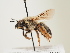  ( - ORBIT_0061)  @11 [ ] nrr (2023) Unspecified Thomas Wood