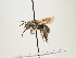  (Eucera julliani - ORBIT_0070)  @11 [ ] nrr (2023) Unspecified Thomas Wood