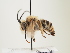  (Eucera lyncea - ORBIT_0076)  @11 [ ] nrr (2023) Unspecified Thomas Wood