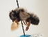  (Megachile canescens - ORBIT_0110)  @11 [ ] nrr (2023) Unspecified Thomas Wood