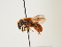  (Osmia cinnabarina - ORBIT_0147)  @11 [ ] nrr (2023) Unspecified Thomas Wood