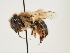  (Osmia emarginata - ORBIT_0149)  @11 [ ] nrr (2023) Unspecified Thomas Wood
