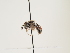  (Osmia fallax - ORBIT_0150)  @11 [ ] nrr (2023) Unspecified Thomas Wood