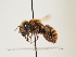  (Osmia frieseana - ORBIT_0151)  @11 [ ] nrr (2023) Unspecified Thomas Wood
