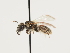 ( - ORBIT_0168)  @11 [ ] nrr (2023) Unspecified Thomas Wood