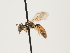  ( - ORBIT_0173)  @11 [ ] nrr (2023) Unspecified Thomas Wood