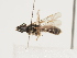  ( - ORBIT_0208)  @11 [ ] nrr (2023) Unspecified Thomas Wood