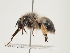  (Anthophora pedata - ORBIT_0248)  @11 [ ] nrr (2023) Unspecified Thomas Wood