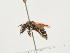  ( - ORBIT_0264)  @11 [ ] nrr (2023) Unspecified Thomas Wood