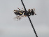 ( - ORBIT_0305)  @11 [ ] nrr (2023) Unspecified Romain Le Divelec