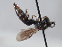  ( - ORBIT_0307)  @11 [ ] nrr (2023) Unspecified Romain Le Divelec