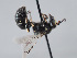  ( - ORBIT_0311)  @11 [ ] nrr (2023) Unspecified Romain Le Divelec