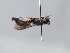  ( - ORBIT_0316)  @11 [ ] nrr (2023) Unspecified Romain Le Divelec