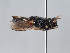  (Hylaeus rugicollis - ORBIT_0325)  @11 [ ] nrr (2023) Unspecified Romain Le Divelec