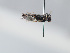  (Hylaeus trifidus - ORBIT_0326)  @11 [ ] nrr (2023) Unspecified Romain Le Divelec