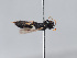  (Hylaeus jantaris - ORBIT_0327)  @11 [ ] nrr (2023) Unspecified Romain Le Divelec