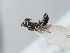  (Hylaeus cypricola - ORBIT_0379)  @11 [ ] nrr (2023) Unspecified Romain Le Divelec