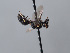  ( - ORBIT_0413)  @11 [ ] nrr (2023) Unspecified Romain Le Divelec