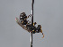  (Hylaeus punctus - ORBIT_0414)  @11 [ ] nrr (2023) Unspecified Romain Le Divelec
