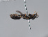  (Hylaeus rubicola - ORBIT_0415)  @11 [ ] nrr (2023) Unspecified Romain Le Divelec