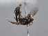  (Hylaeus soror - ORBIT_0420)  @11 [ ] nrr (2023) Unspecified Romain Le Divelec