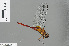  ( - RMNH.INS.501134)  @13 [ ] CreativeCommons - Attribution Non-Commercial Share-Alike (2013) Unspecified Naturalis Biodiversity Center