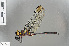  ( - RMNH.INS.501281)  @13 [ ] CreativeCommons - Attribution Non-Commercial Share-Alike (2013) Unspecified Naturalis Biodiversity Center