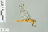  (Orthetrum pruinosum neglectum - RMNH.INS.508445)  @13 [ ] CreativeCommons - Attribution Non-Commercial Share-Alike (2013) Unspecified Naturalis Biodiversity Center