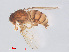 (Drosophila mercatorum - 14003-25)  @13 [ ] CreativeCommons - Attribution Non-Commercial Share-Alike (2013) Unspecified Naturalis Biodiversity Centre