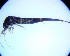  (Pedetontus gershneri - CCDB-38818-H11)  @11 [ ] CreativeCommons  Attribution Non-Commercial (by-nc) (2020) A.B. Orfinger Florida A&M University