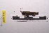  ( - LopeORT14-392)  @12 [ ] CreativeCommons - Attribution Non-Commercial Share-Alike (2014) Nicolas Moulin Nicolas Moulin entomologie