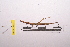  ( - LopeORT14-444)  @12 [ ] CreativeCommons - Attribution Non-Commercial Share-Alike (2014) Nicolas Moulin Nicolas Moulin entomologie