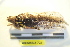  (Cymatomera - LopeORT14-703)  @12 [ ] CreativeCommons - Attribution Non-Commercial Share-Alike (2014) Nicolas Moulin Nicolas Moulin entomologie