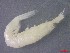  ( - E3-O1)  @11 [ ] Unspecified (default): All Rights Reserved (2021) J.Groeneveld Oceanographic Research Institute