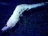  ( - E3-O47)  @11 [ ] Unspecified (default): All Rights Reserved (2021) J.Groeneveld Oceanographic Research Institute