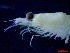  ( - E4-O1)  @11 [ ] Unspecified (default): All Rights Reserved (2021) J.Groeneveld Oceanographic Research Institute