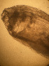  ( - CRAG47)  @11 [ ] Unspecified (default): All Rights Reserved (2023) Riaan University of the Western Cape