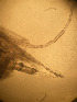  ( - CRAG47)  @11 [ ] Unspecified (default): All Rights Reserved (2023) Riaan University of the Western Cape
