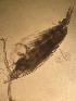  ( - CRAG52)  @11 [ ] Unspecified (default): All Rights Reserved (2023) Riaan University of the Western Cape