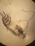  ( - CRAG74)  @11 [ ] Unspecified (default): All Rights Reserved (2023) Riaan University of the Western Cape