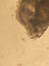  ( - CRAG95)  @11 [ ] Unspecified (default): All Rights Reserved (2023) Riaan University of the Western Cape