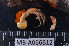  (Diogenes costatus - MB-A066612)  @11 [ ] CreativeCommons - Attribution Share-Alike (2024) Jannes Landschoff The Sea Change Project